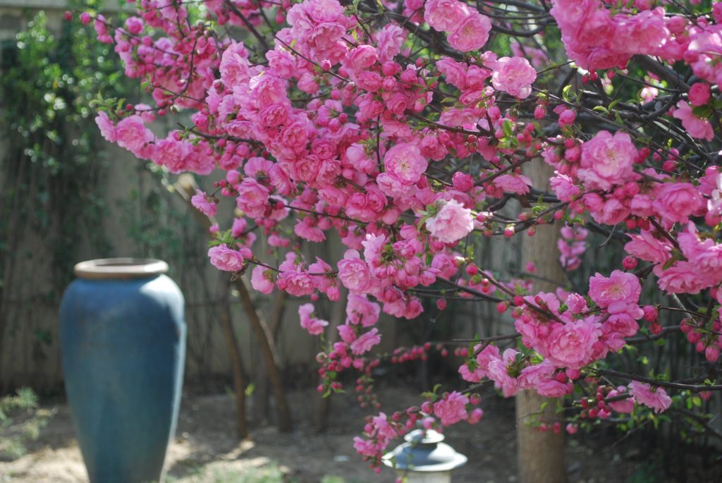 Cherry blossoms in our garden